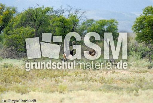 Strauss (3 von 11).jpg